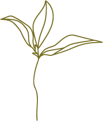 Leaves Stroke Decoration #1
