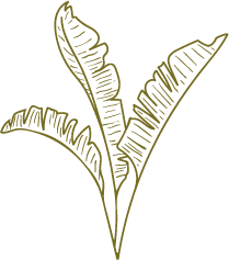 Leaves Stroke Decoration #2